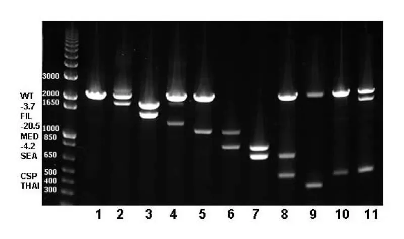 GAP PCR